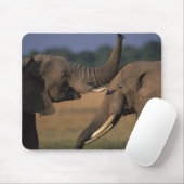Afrika, Kenia, Masai Mara Game Reserve, zwei Bulle Mousepad (Mit Mouse)