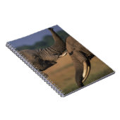 Afrika, Kenia, Masai Mara Game Reserve, zwei Bulle Notizblock (Rechte Seite)