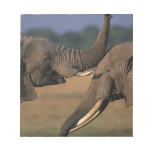 Afrika, Kenia, Masai Mara Game Reserve, zwei Bulle Notizblock