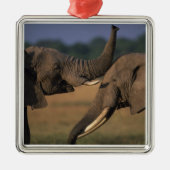 Afrika, Kenia, Masai Mara Game Reserve, zwei Bulle Silbernes Ornament (Vorne)
