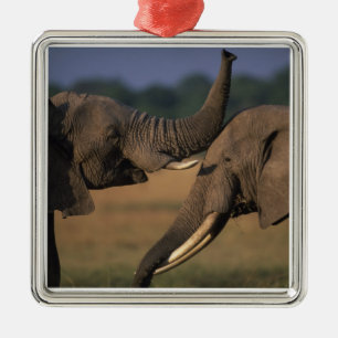 Afrika, Kenia, Masai Mara Game Reserve, zwei Bulle Silbernes Ornament