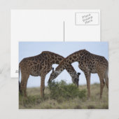 Afrika, Kenia, Masai Mara Game Reserve, zwei Postkarte (Vorne/Hinten)