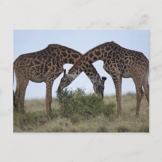Afrika, Kenia, Masai Mara Game Reserve, zwei Postkarte (Vorderseite)