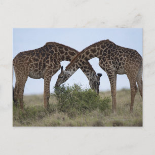 Afrika, Kenia, Masai Mara Game Reserve, zwei Postkarte