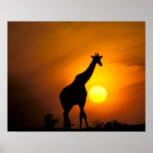 Afrika, Kenia, Masai Mara. Giraffe (Giraffa camelo Poster