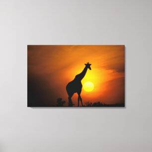 Afrika, Kenia, Masai Mara. Giraffe (Giraffa Leinwanddruck