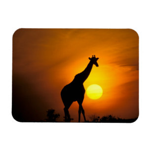 Afrika, Kenia, Masai Mara. Giraffe (Giraffa Magnet