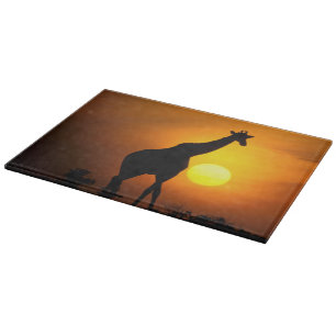 Afrika, Kenia, Masai Mara. Giraffe (Giraffa Schneidebrett