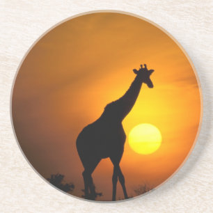 Afrika, Kenia, Masai Mara. Giraffe (Giraffe Getränkeuntersetzer