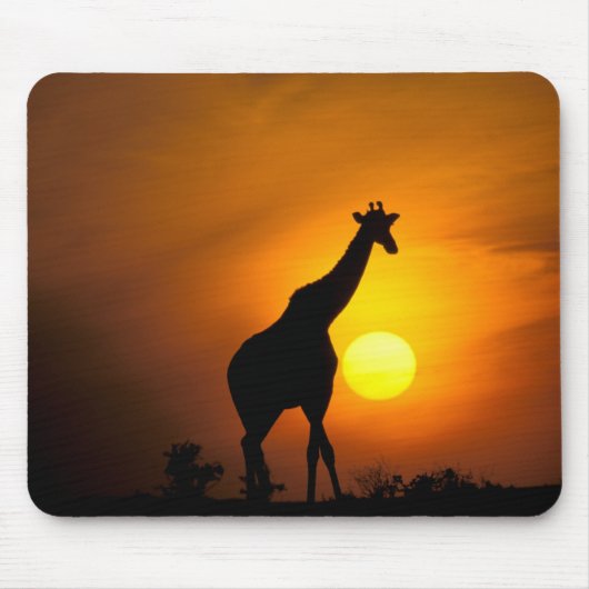 Afrika, Kenia, Masai Mara. Giraffe (Giraffe) Mousepad (Vorne)
