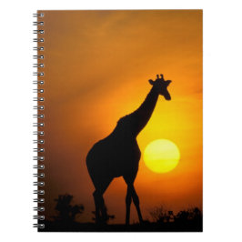 Afrika, Kenia, Masai Mara. Giraffe (Giraffe) Notizblock