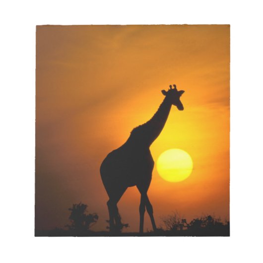 Afrika, Kenia, Masai Mara. Giraffe (Giraffe) Notizblock (Vorderseite)