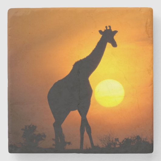 Afrika, Kenia, Masai Mara. Giraffe (Giraffe) Steinuntersetzer (Vorderseite)