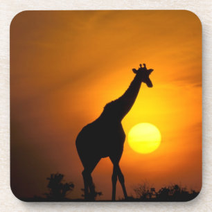 Afrika, Kenia, Masai Mara. Giraffe (Giraffe Untersetzer