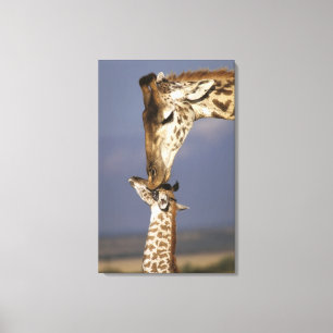 Afrika, Kenia, Masai Mara. Giraffen (Giraffa camel Leinwanddruck
