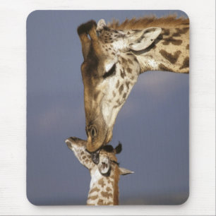 Afrika, Kenia, Masai Mara. Giraffen (Giraffe Mousepad