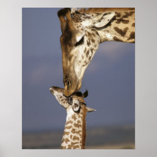 Afrika, Kenia, Masai Mara. Giraffen (Giraffe Poster