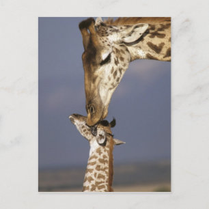 Afrika, Kenia, Masai Mara. Giraffen (Giraffe Postkarte
