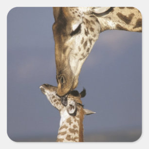 Afrika, Kenia, Masai Mara. Giraffen (Giraffe Quadratischer Aufkleber