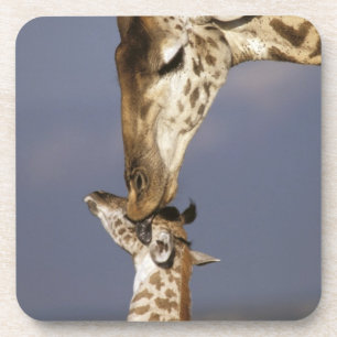 Afrika, Kenia, Masai Mara. Giraffen (Giraffe Untersetzer