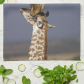 Afrika, Kenia, Masai Mara. Giraffen (Giraffen) Handtuch (Gefaltet)