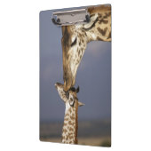 Afrika, Kenia, Masai Mara. Giraffen (Giraffen) Klemmbrett (Links)