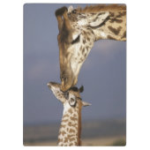 Afrika, Kenia, Masai Mara. Giraffen (Giraffen) Klemmbrett (Rückseite)