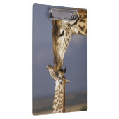 Afrika, Kenia, Masai Mara. Giraffen (Giraffen) Klemmbrett (Rechts)