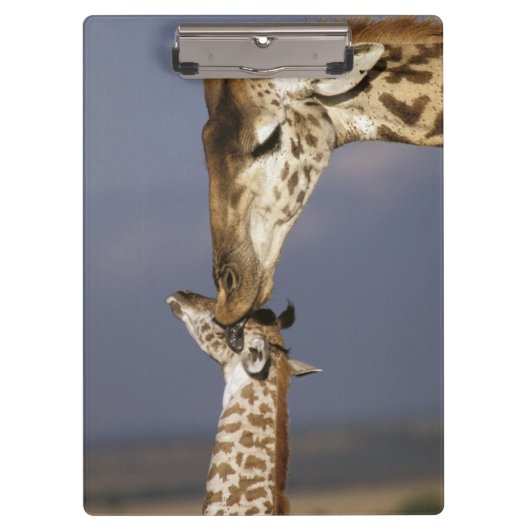 Afrika, Kenia, Masai Mara. Giraffen (Giraffen) Klemmbrett (Vorderseite)