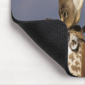 Afrika, Kenia, Masai Mara. Giraffen (Giraffen) Mousepad (Ecke)