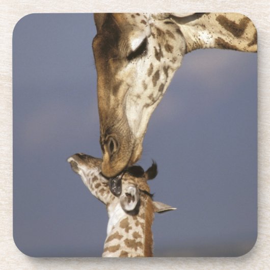 Afrika, Kenia, Masai Mara. Giraffen (Giraffen) Untersetzer (Vorderseite)