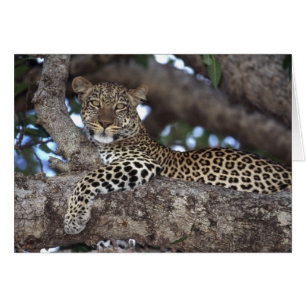 Afrika. Kenia. Masai Mara. Leopard (Panthera