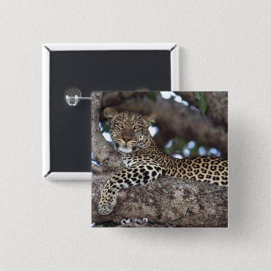 Afrika. Kenia. Masai Mara. Leopard (Panthera Button (Vorne & Hinten)