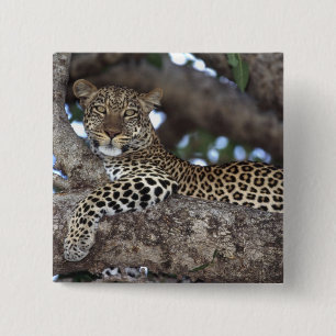 Afrika. Kenia. Masai Mara. Leopard (Panthera Button