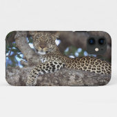 Afrika. Kenia. Masai Mara. Leopard (Panthera Case-Mate iPhone Hülle (Rückseite (Horizontal))
