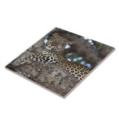 Afrika. Kenia. Masai Mara. Leopard (Panthera Fliese (Seite)