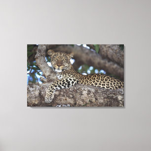 Afrika. Kenia. Masai Mara. Leopard (Panthera Leinwanddruck