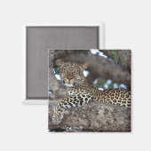 Afrika. Kenia. Masai Mara. Leopard (Panthera Magnet (Vorderseite/Rückseite)