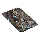 Afrika. Kenia. Masai Mara. Leopard (Panthera Magnet (Rechte Seite)