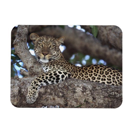 Afrika. Kenia. Masai Mara. Leopard (Panthera Magnet (Horizontal)
