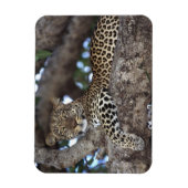 Afrika. Kenia. Masai Mara. Leopard (Panthera Magnet (Vertikal)