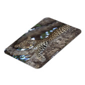 Afrika. Kenia. Masai Mara. Leopard (Panthera Magnet (Linke Seite)