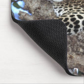 Afrika. Kenia. Masai Mara. Leopard (Panthera Mousepad (Ecke)