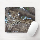 Afrika. Kenia. Masai Mara. Leopard (Panthera Mousepad (Mit Mouse)