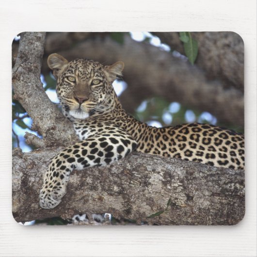 Afrika. Kenia. Masai Mara. Leopard (Panthera Mousepad (Vorne)