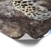 Afrika. Kenia. Masai Mara. Leopard (Panthera Poster (Ecke)