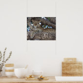 Afrika. Kenia. Masai Mara. Leopard (Panthera Poster (Küche)