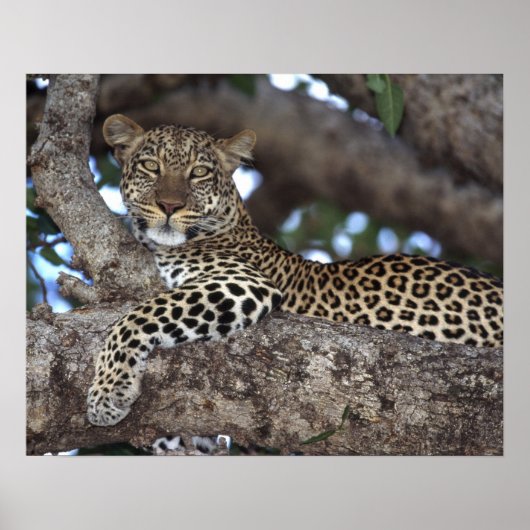 Afrika. Kenia. Masai Mara. Leopard (Panthera Poster (Vorne)