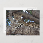 Afrika. Kenia. Masai Mara. Leopard (Panthera Postkarte (Vorne/Hinten)