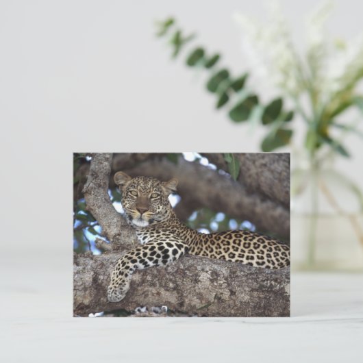 Afrika. Kenia. Masai Mara. Leopard (Panthera Postkarte (Stehend Vorderseite)